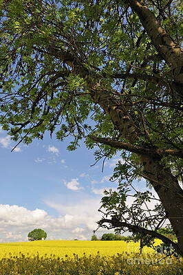 Outdoors Wall Art featuring the photograph Tree And Rapeseed Field At Spring by Sami Sarkis Photography