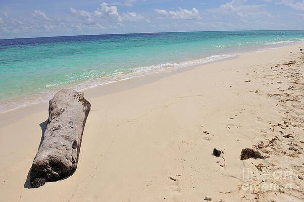 Tree Wall Art featuring the photograph Tree Trunk Washed Up On Tropical Beach by Sami Sarkis Photography
