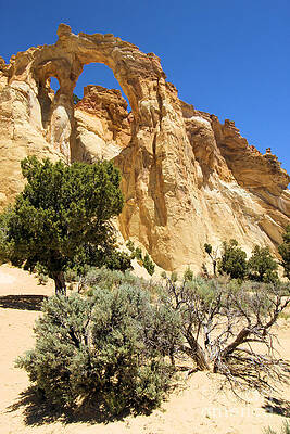 Utah Photograph - Trees By Grosvenor by Adam Jewell