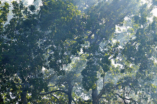 Tree Wall Art featuring the photograph Trees In The Haze by Sami Sarkis Photography