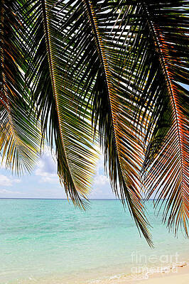 Beach Wall Art featuring the photograph Tropical Beach Seen Through Palm Fronds by Sami Sarkis Photography