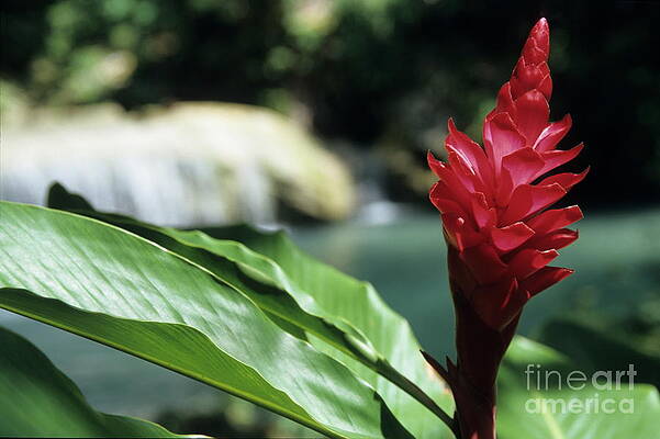 Close Up Photograph - Tropical Garden Red Flower by Sami Sarkis Photography