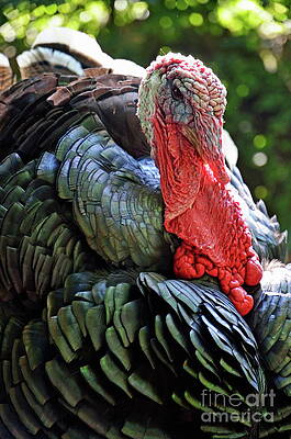 Outdoors Wall Art featuring the photograph Turkey Headshot by Sami Sarkis Photography