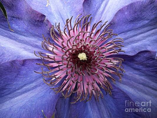 Photograph - Up Close by Roche Fine Art