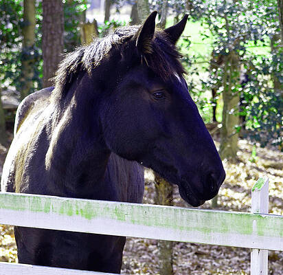 Nature Wall Art featuring the photograph Upclose And Personal by La Dolce Vita