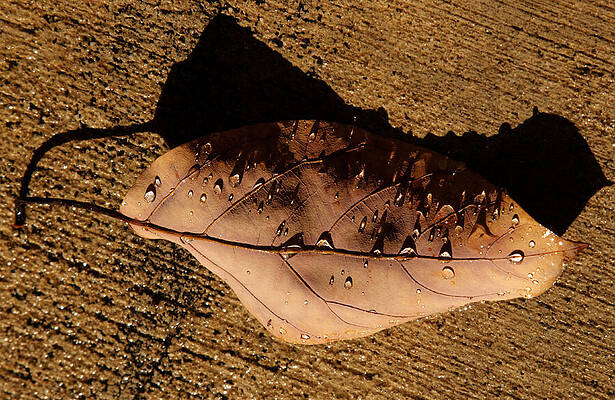 Wall Art featuring the photograph UpsideDown Brown by Joe Schofield