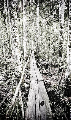 Walkway Into The Amazon Print