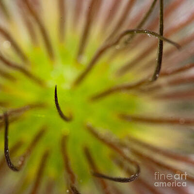 Spring Photograph - War Of The Worlds -  Flora by Darcy Michaelchuk