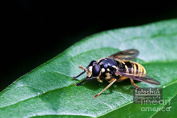 Wall Art featuring the photograph Wasp Break by Darcy Michaelchuk