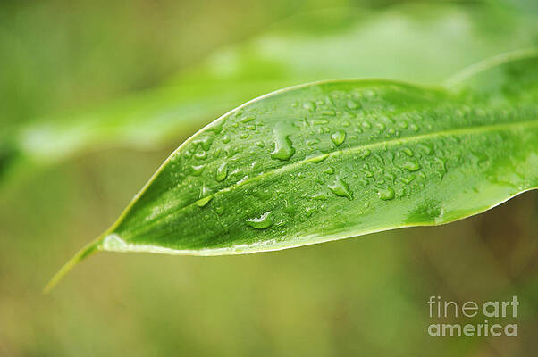 Wall Art featuring the photograph Water Droplet On Leaf After Rain by Sami Sarkis Photography