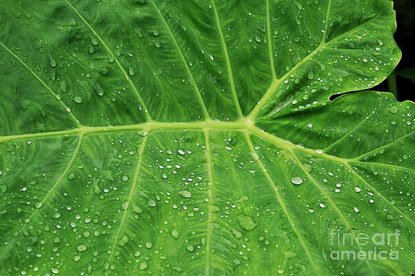 Wall Art featuring the photograph Water Droplets On Green Leaf  After Rain by Sami Sarkis Photography