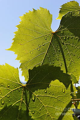 Wall Art featuring the photograph Water Drops On Vine Leaf After Rain by Sami Sarkis Photography