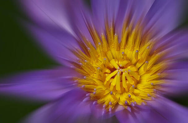Flower Photograph - Waterlily Zoom by Susan Candelario