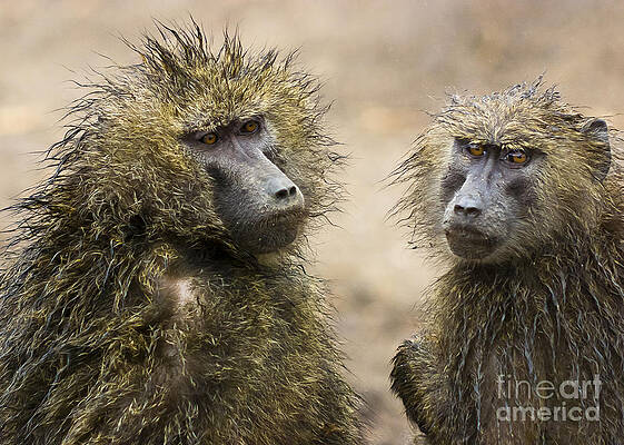 Tanzania Photograph - Wet Baboons by Darcy Michaelchuk