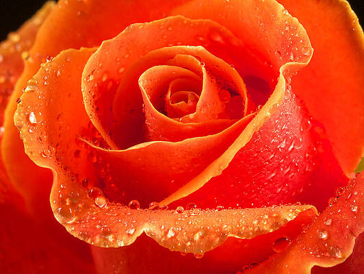 Nature Photograph - Wet Rose by Jean Noren