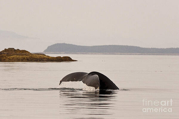 Alaska Wall Art featuring the photograph Whale Tail by Darcy Michaelchuk