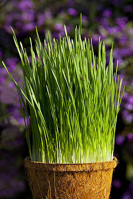 Green Wall Art featuring the photograph Wheat Grass by Kelley King