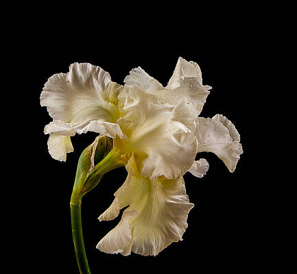 Dramatic Wall Art featuring the photograph White Iris On Black Background by Jean Noren