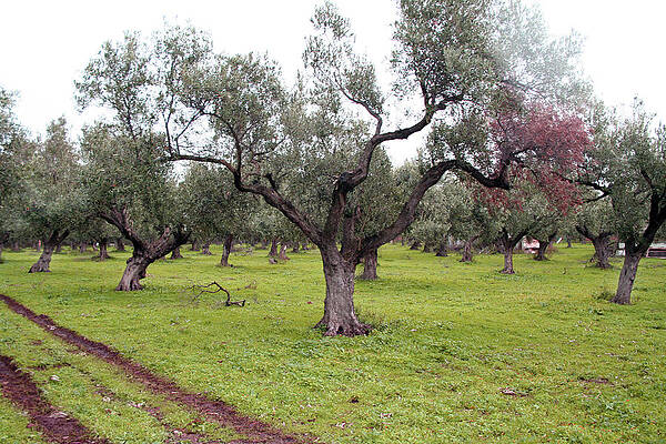 Tree Wall Art featuring the photograph Wicked Olive Fields by La Dolce Vita