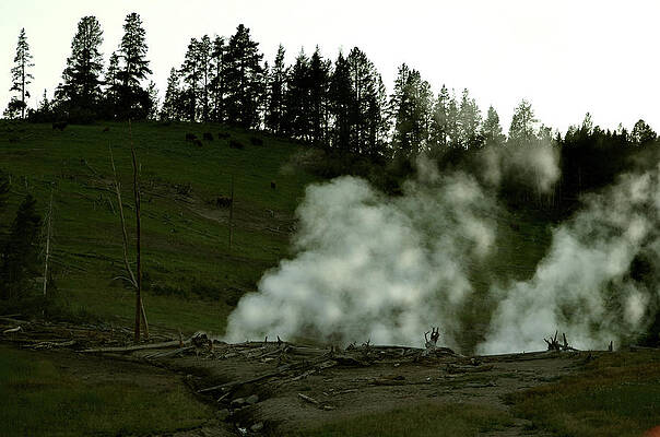 Nature Wall Art featuring the photograph Wild Buffalo by La Dolce Vita