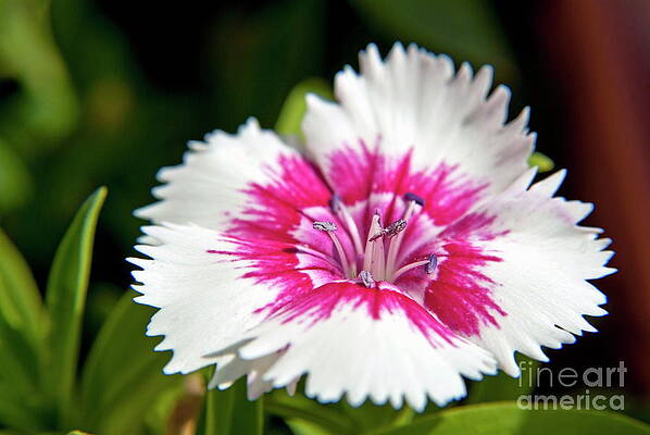 Close Up Photograph - Wild Carnation Flower by Sami Sarkis Photography