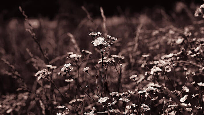 Black And White Wall Art featuring the photograph Wildflowers Through A Rose Lens by Bill and Linda Tiepelman