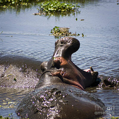 Tanzania Photograph - Yawning Hippo by Darcy Michaelchuk