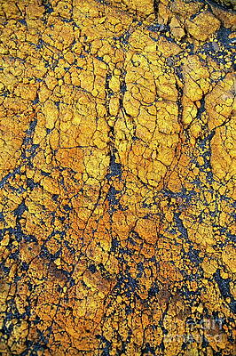 Wall Art featuring the photograph Yellow Crust by Sami Sarkis Photography