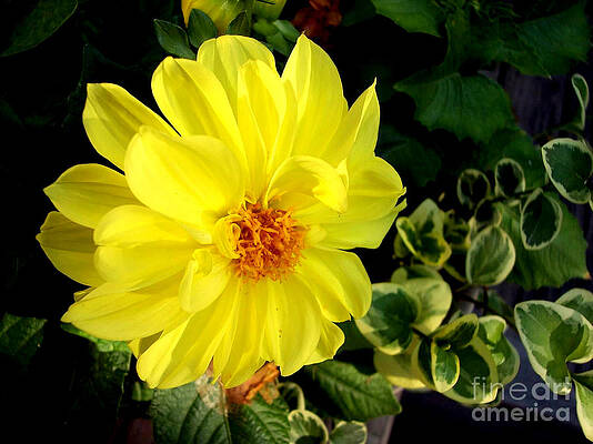 Photograph - Yellow Dahlia by Roche Fine Art