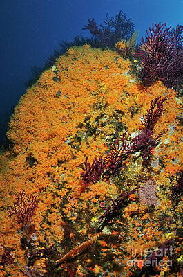 Close Up Photograph - Yellow Encrusting Anemone Underwater by Sami Sarkis Photography