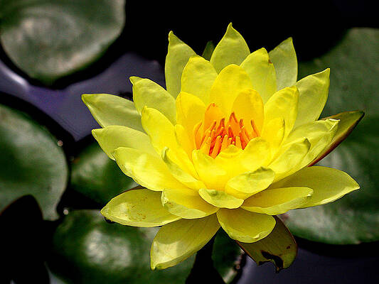 Water Wall Art featuring the photograph Yellow Lily by Jean Noren