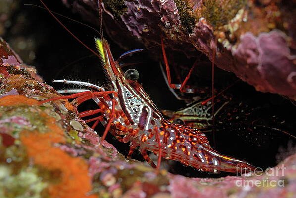 Close Up Photograph - Yellow Snout Red Shrimp by Sami Sarkis Photography