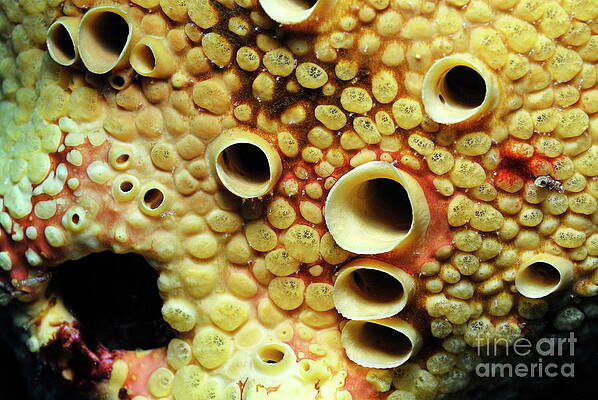 Close Up Photograph - Yellow Sponge Holes by Sami Sarkis Photography