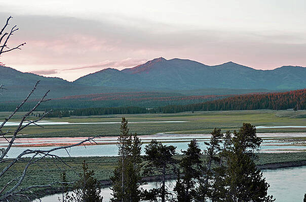 Tree Wall Art featuring the photograph Yellowstone Horizon by La Dolce Vita