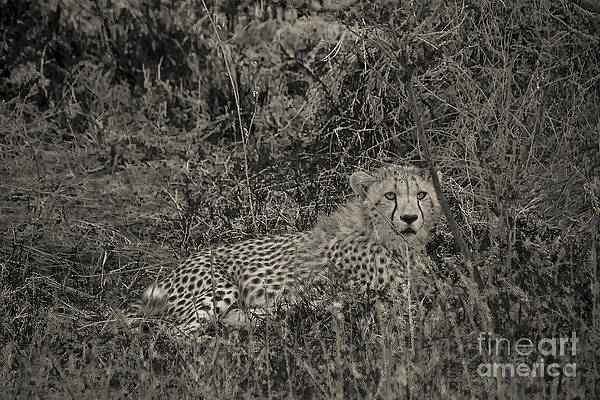 Tanzania Photograph - Young Cheetah Abstract by Darcy Michaelchuk