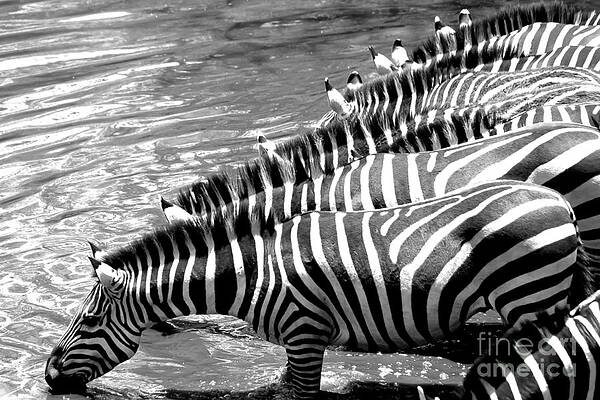 Tanzania Photograph - Zebra - Black Or White Stripes by Darcy Michaelchuk