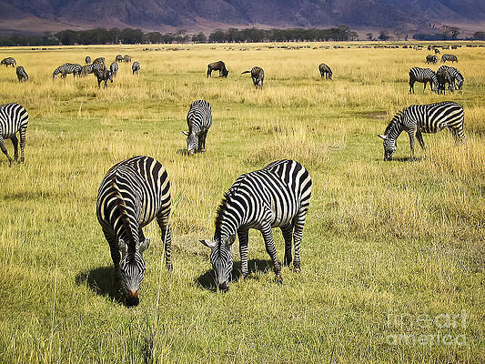Tanzania Photograph - Zebra Grub by Darcy Michaelchuk