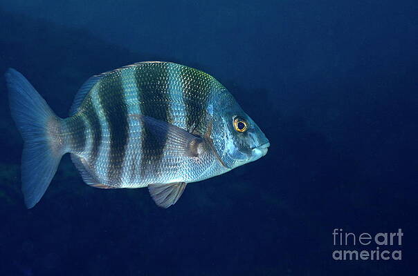 Close Up Photograph - Zebra Seabream Swimming by Sami Sarkis Photography