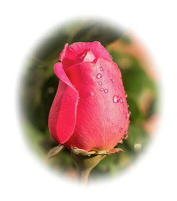 Photograph - A Rose For Love #2 by Ed Clark