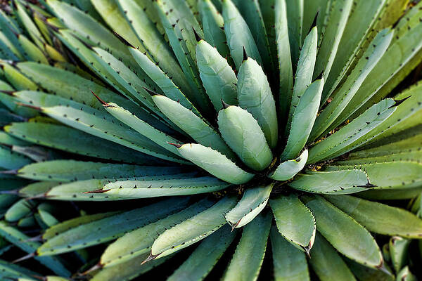 Symmetrical Agave Plant Wall Art