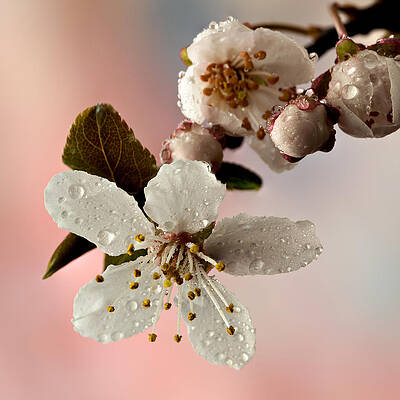 Close-Up of Dewy Cherry Blossom Wall Art