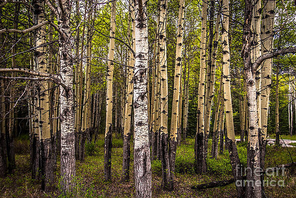 Canada Wall Art featuring the photograph Aspen Trees Canadian Rockies #1 by Blake Webster