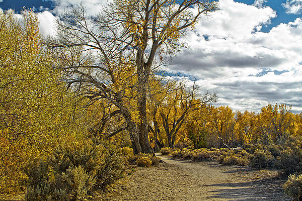 Wall Art featuring the photograph Autumn In Carson City Nevada #1 by Waterdancer