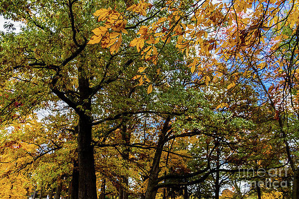 Fall Photograph - Autumn #1 by William Norton