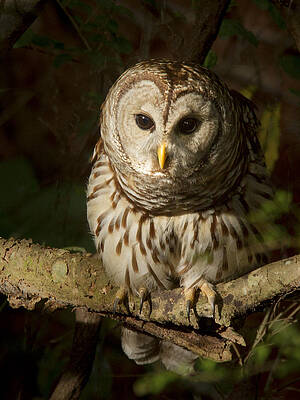 Wall Art featuring the photograph Barred Owl #1 by Jean Noren