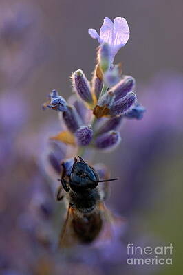 Nature Wall Art featuring the photograph Bee Gathering Nectar From Lavender Flower At Sunset #1 by Sami Sarkis Photography