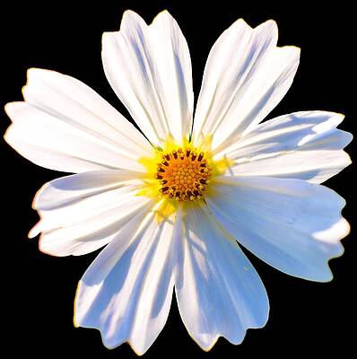 Wall Art featuring the photograph Big White Flower #1 by Jonny D