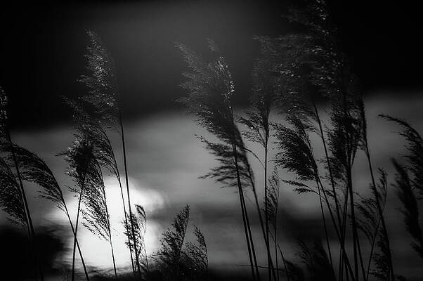 Wall Art featuring the photograph Brome On The Platte #2 by Jeff Phillippi