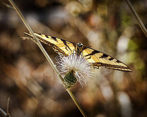 Nature Wall Art featuring the photograph Swallowtail Butterfly by Kelley King