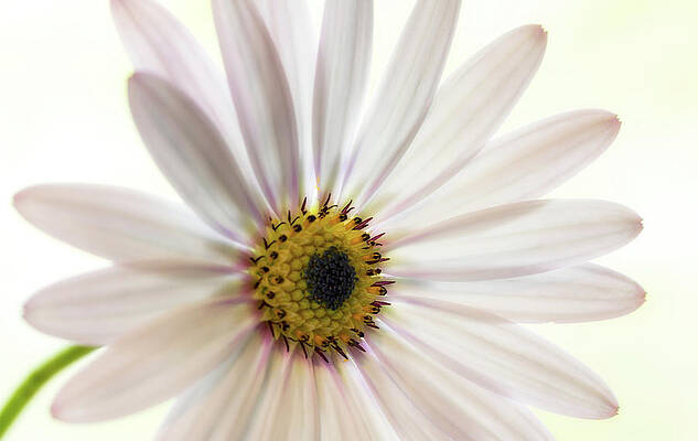 Delicate Wall Art featuring the photograph Cape Daisy #3 by Shirley Mitchell